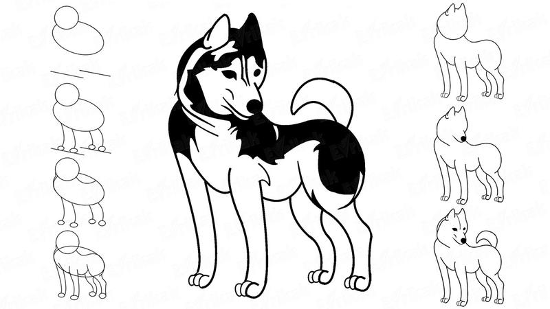 dibujos fÃ¡ciles perro husky siberiano paso a paso a lÃ¡piz para colorear