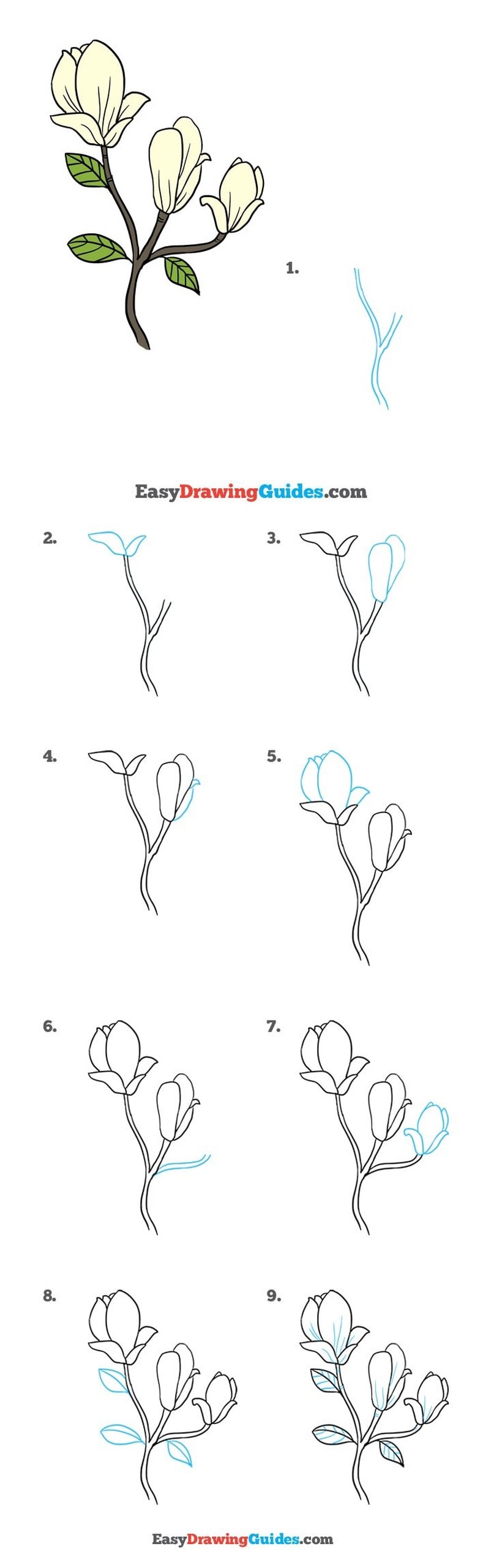 flor magnolia dibujos faciles en pocos pasos a lÃ¡piz