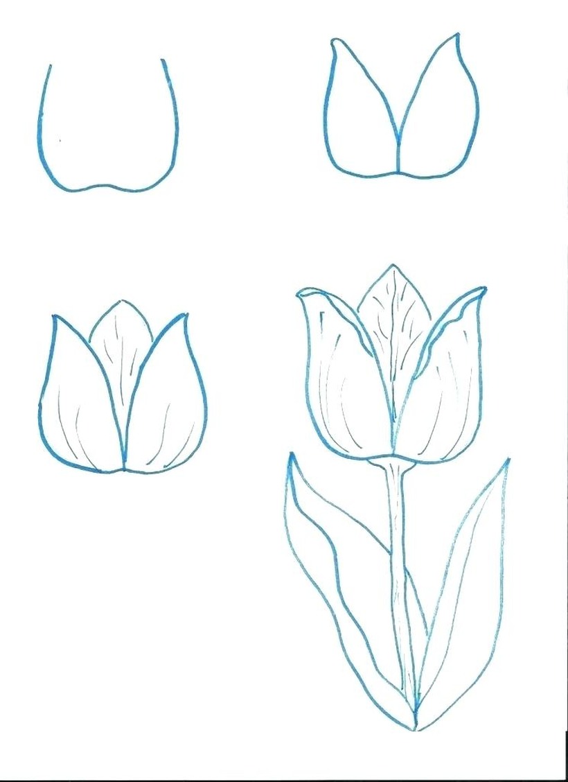 flor pasos dibujos faciles de tulipanes