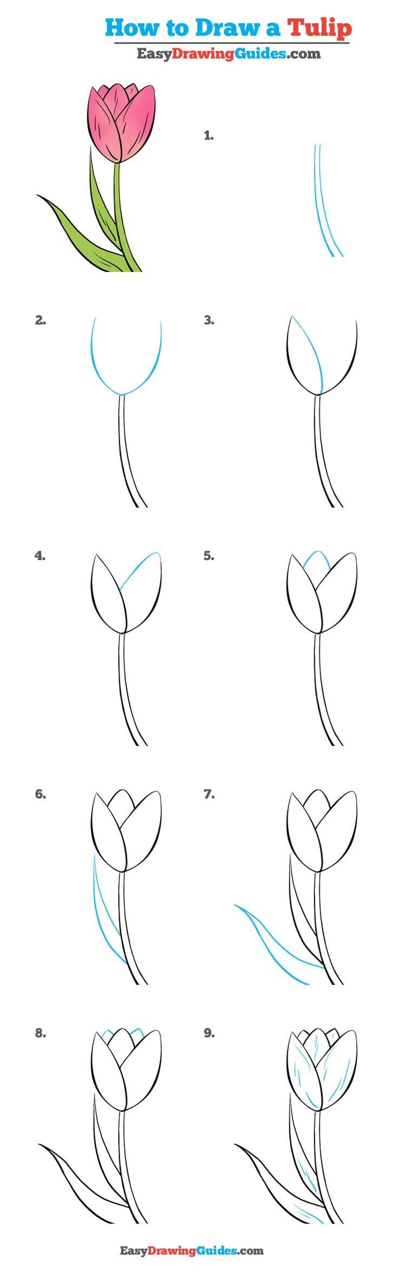 amor dibujo dibujar facil tulipÃ¡n para colorear y pintar paso a paso tulipanes