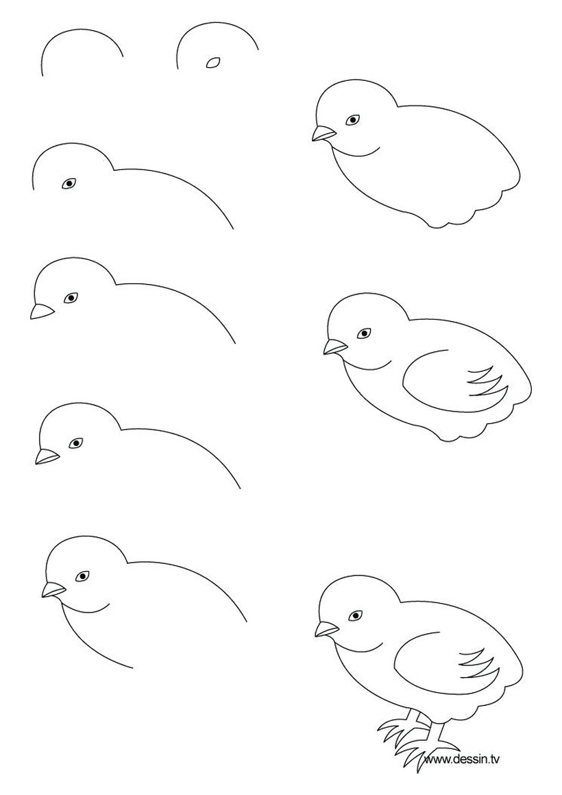 pollito bebÃ© aves pÃ¡jaros gallinas  dibujos faciles en pocos pasos